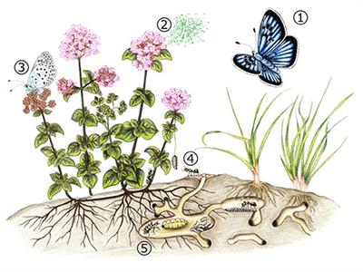 Multimodal Signaling in Myrmecophilous Butterflies